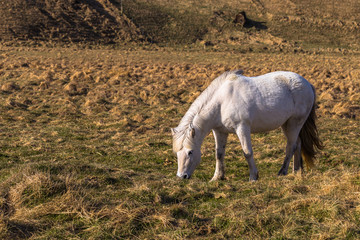Naklejka na ściany i meble Icelandic wilderness- May 04, 2018: Icelandic horses in the wild landscape of Iceland