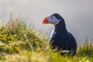 Dyrholaey - May 04, 2018: Wild Puffin bird in Dyrholaey, Iceland