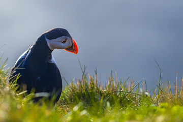 Dyrholaey - May 04, 2018: Wild Puffin bird in Dyrholaey, Iceland