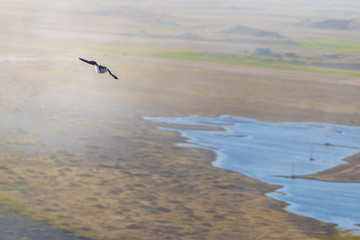 Dyrholaey - May 04, 2018: Wild Puffin bird in Dyrholaey, Iceland