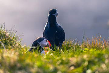 Dyrholaey - May 04, 2018: Wild Puffins in Dyrholaey, Iceland