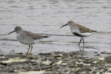 dulnin and gray-tailed tattler standing on the shallow bank of the river on a cloudy day