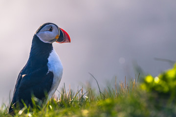 Dyrholaey - May 04, 2018: Wild Puffin bird in Dyrholaey, Iceland
