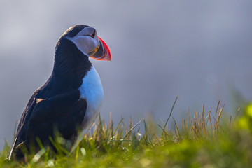 Dyrholaey - May 04, 2018: Wild Puffin bird in Dyrholaey, Iceland
