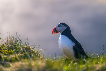 Dyrholaey - May 04, 2018: Wild Puffin bird in Dyrholaey, Iceland