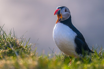 Dyrholaey - May 04, 2018: Wild Puffin bird in Dyrholaey, Iceland