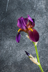 Violet irise on concrete background