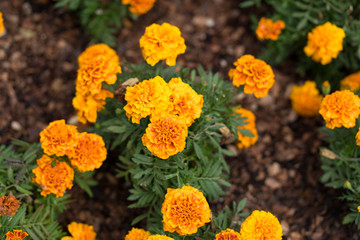 Beautiful flowers in the city park of Dallas sunny afternoon