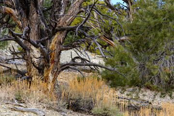 Pine trees and pine cones on the mountainsides of the White Mountains leading up to the ten thousand foot elevation