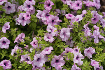 Beautiful flowers in the city park of Dallas sunny afternoon