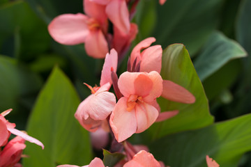 Fototapeta premium Beautiful flowers in the city park of Dallas on a sunny day