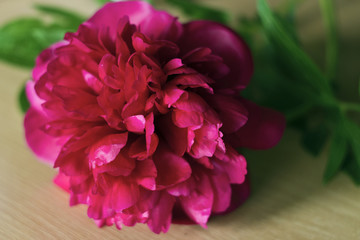 Flower pink peony one