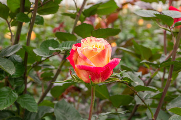 Beautiful indoor view of pink rose flower in garden greenhouse, production in Ecuador