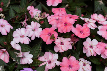 Beautiful flowers in the city park of Dallas sunny afternoon