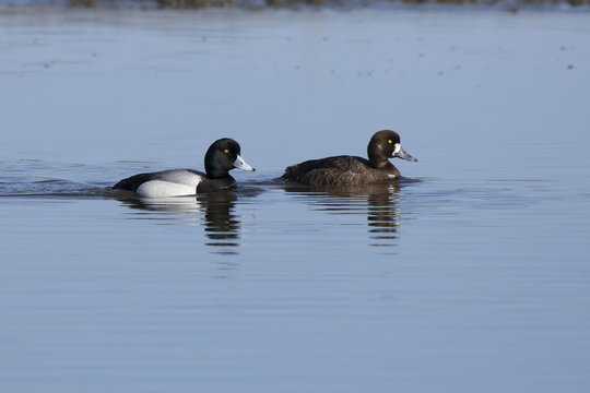 pair of greater scaup who swim along the river on a sunny spring morning