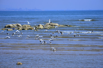 Seagulls fly in free