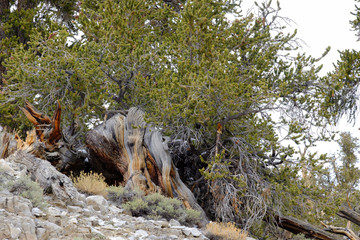 Twisted and gnarled bark of the Bristlecone Pine trees growing at over ten thousand feet in elevation