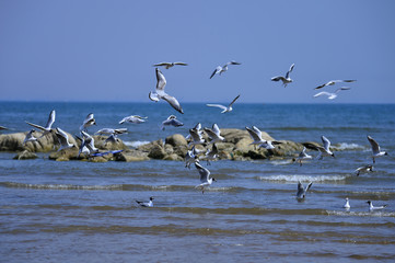 Seagulls fly in free