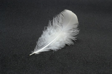 White Feather on black background 