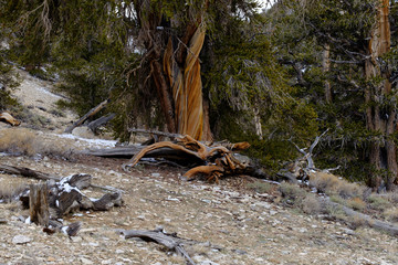 Twisted and gnarled bark of the Bristlecone Pine Trees