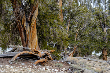 Twisted and gnarled bark of the Bristlecone Pine Trees