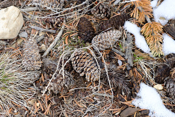 The oldest living trees the Bristlecone Pines in Eastern California
