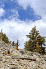 The oldest living trees the Bristlecone Pines in Eastern California