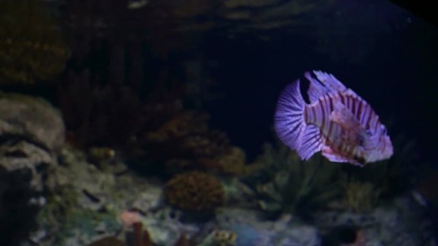 Lion fish swimming in aquarium.