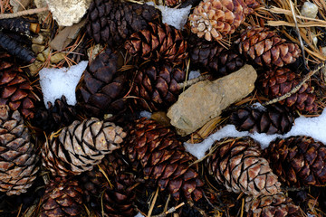 Colorful pine cones in a late spring snowfall