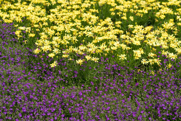 Beautiful flowers in the city park of Dallas sunny afternoon
