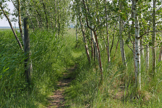 Footpath between birch trees