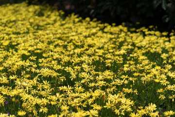 Obraz premium Beautiful flowers in the city park of Dallas sunny afternoon