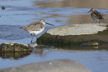 terek sandpiper standing between rocks on a shallow river basin on a sunny spring day