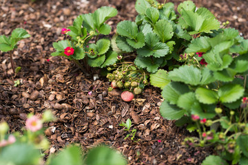 Ripening strawberries in the city park of Dallas on a summer day