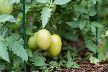 Ripening tomatoes in the garden in Dallas city park on a sunny day