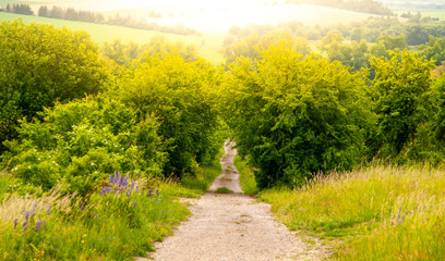 Rural country road in the middle of lush green bush and illuminated by sun.