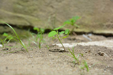 plant below
