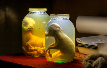 Calf embryo in glass jar with formalin. Veterinary preparation