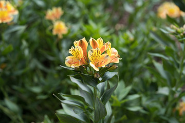 Beautiful flowers in the city park of Dallas sunny afternoon