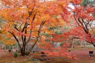 京都 大覚寺の紅葉