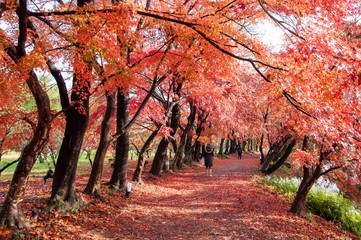 京都 大覚寺の紅葉