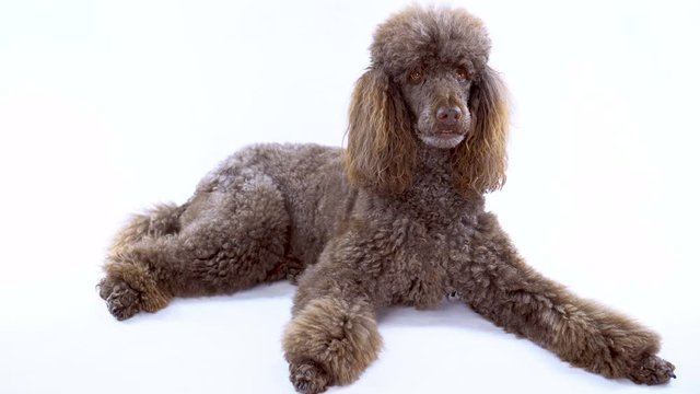 4K Video Portrait of Brown Poodle Lying Down On White Background