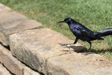 Great-tailed Grackle in Dallas city park on a sunny afternoon