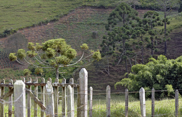 Fototapeta na wymiar Farm gate with araucarias in the background