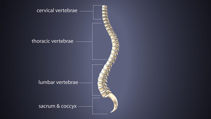 3D illustration of Spine - Part of Human Skeleton.
