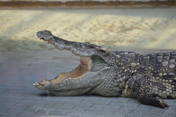 crocodile