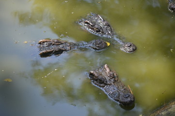 crocodile
