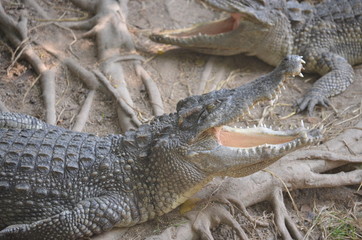 crocodile