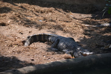 crocodile
