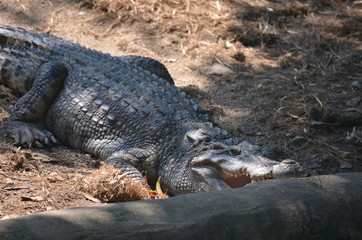 crocodile